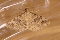 Alucita hexadactyla