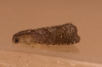Grapholita