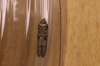 Blastobasis glandulella