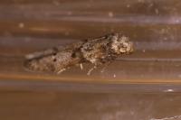Blastobasis glandulella
