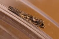 Blastobasis glandulella