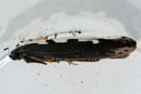 Ethmia bipunctella