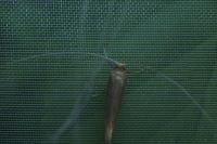 Nematopogon