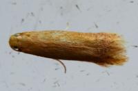 Tischeria