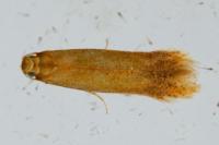 Tischeria