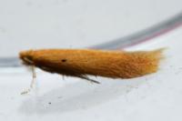Tischeria