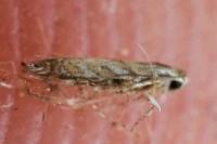 Phyllonorycter