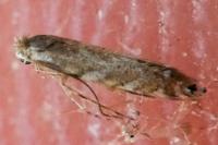 Phyllonorycter