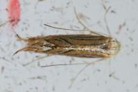 Phyllonorycter platani