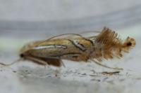 Phyllonorycter platani