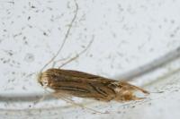 Phyllonorycter platani