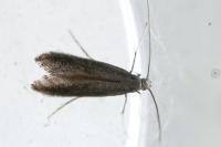 Tinagma ocnerostomella
