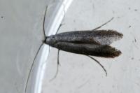 Tinagma ocnerostomella