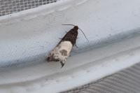 Notocelia cynosbatella