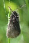 Epichnopterix plumella