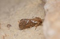 Korscheltellus lupulinus