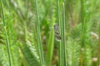 Aethes williana