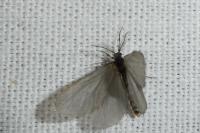 Rebelia plumella surientella