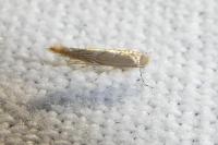 Phyllonorycter messaniella
