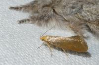 Crassa tinctella