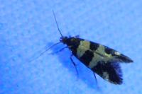 Denisia augustella