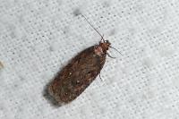 Depressaria albipunctella