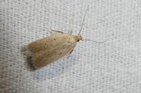 Agonopterix rotundella
