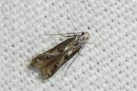 Blastodacna hellerella