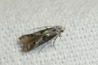 Blastodacna hellerella