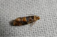 Lobesia reliquana