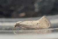 Elachista subocellea