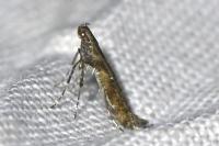 Caloptilia