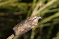 Acleris