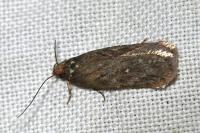 Depressaria