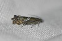 Grapholita jungiella