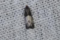 Notocelia cynosbatella