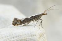 Plutella xylostella