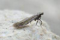 Aspilapteryx tringipennella