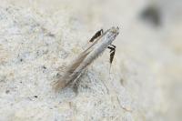 Aspilapteryx tringipennella