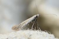 Aspilapteryx tringipennella