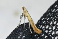Caloptilia rufipennella