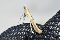Caloptilia rufipennella