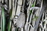 Agonopterix