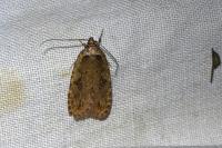 Agonopterix