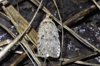 Agonopterix
