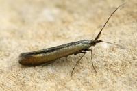 Coleophora deauratella
