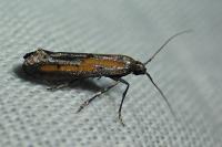 Ochromolopis ictella