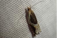 Ancylis unculana