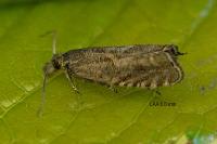 Dichrorampha plumbagana
