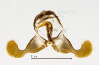 Dichrorampha plumbagana